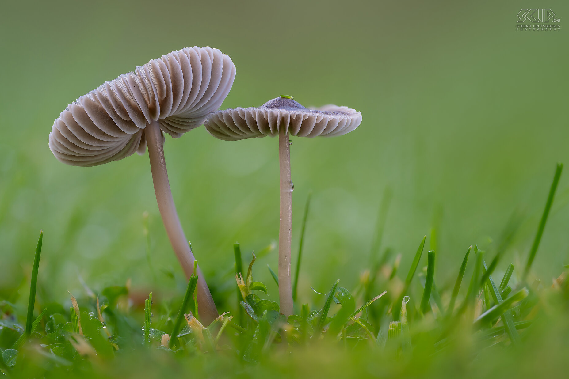 Mushrooms - Nitrous bonnet The beautiful Nitrous bonnet (Mycena leptocephala) mushrooms in our lawn Stefan Cruysberghs